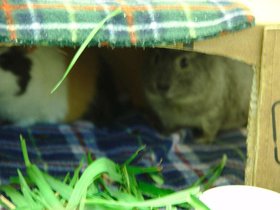 2018-11-06 two new pigs.jpg